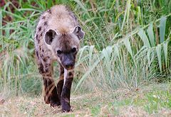 photo "I'm coming for you"