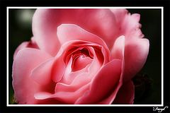 photo "Red Rose"