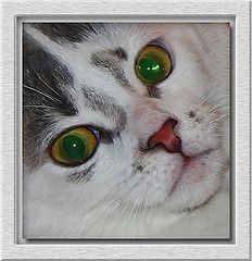 фото "Feline Green"