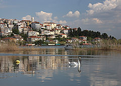 photo "Swan"