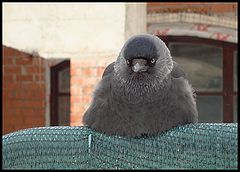 photo "What Do You Want From Me?"