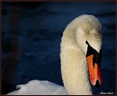 фото "after the bath"