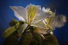photo "***"