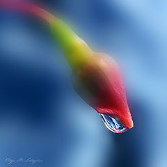 photo "***"