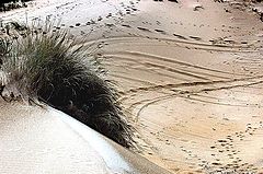 фото "THE SEX OF THE DUNES"