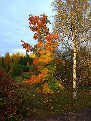 фото "Осенние мотивы"