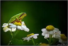 photo "***"