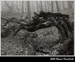 photo "***"
