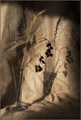 photo "Conversation with a shade"