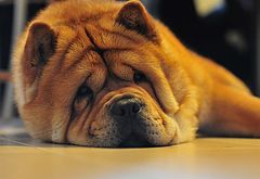 фото "Relaxing.."