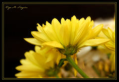 photo "***"
