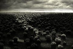 photo "***"