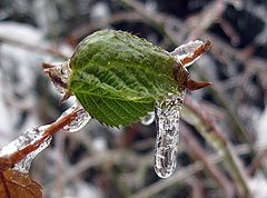 photo "зима,природа,лёд,ветка,листья,погода"