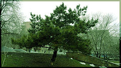 photo "City tree"