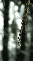 photo "***"