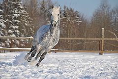 photo "Gallop"