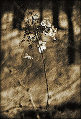 photo "Winter flower"