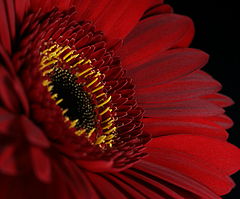 фото "Gerbera"