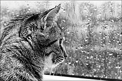 photo "Who can stop the rain?"