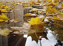 photo "осень,лужа,листва,листопад,отражение,природа"