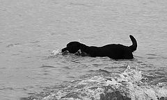 photo "Sea dog"