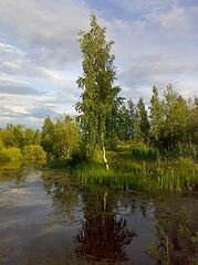 photo "природа,пейзаж,лето,пруд,береза,отражение,покой,тишина,Родина"