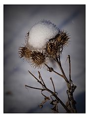 photo "***"