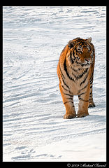 фото "Silent Hunter"