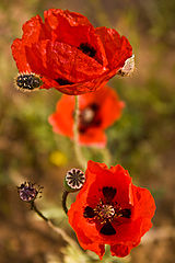 photo "***"