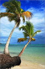 photo "Winter in the Caribbean"
