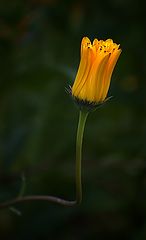 photo "***"
