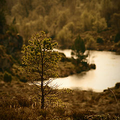 фото "Distance"