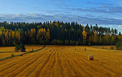 photo "Autumn landscape"