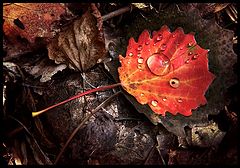 photo "***"