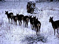 фото "Wildlife."