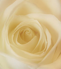 photo "Loving You"