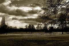 photo "field"