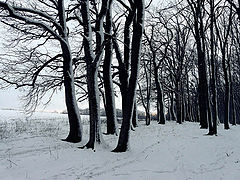 photo "The end of the forest"