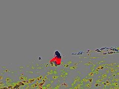 photo "***"