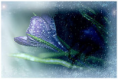 photo "***"