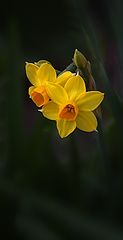 photo "***"