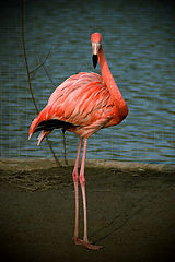 фото "Pink Flamingo"