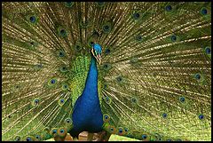 фото "Beauty bird"