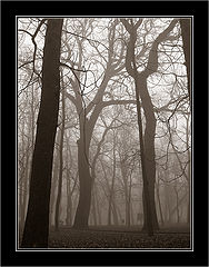 photo "***"
