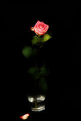 photo "***"