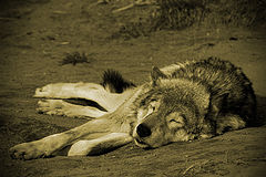 фото "Tired wolf"