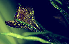 photo "***"