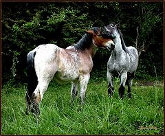 фото "horse love"