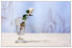 photo "***"