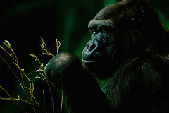 фото "Gorilla"